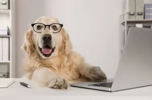 dog